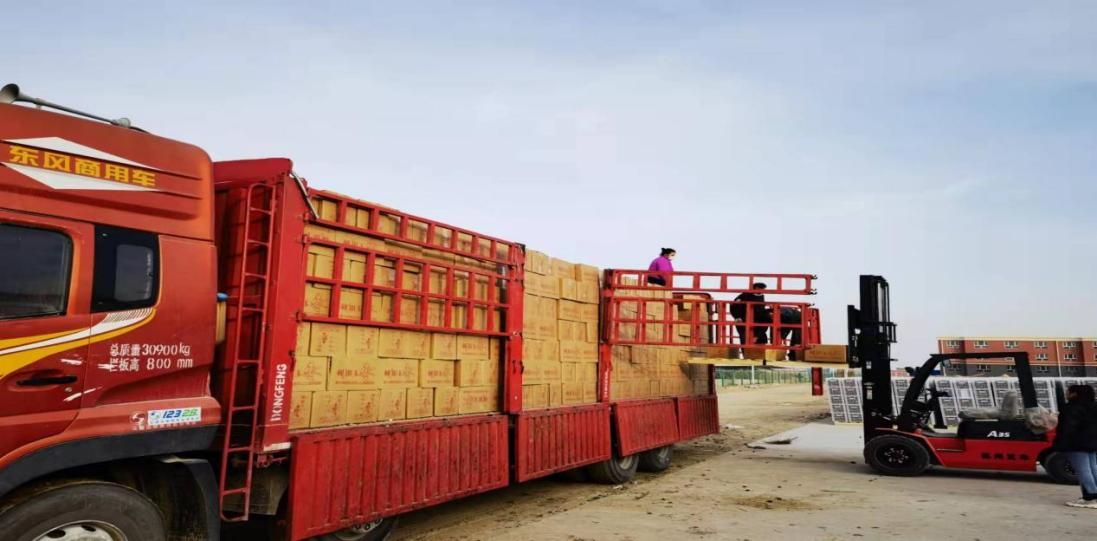 捡枣、筛选、拉运，一包和田玉枣背后的故事