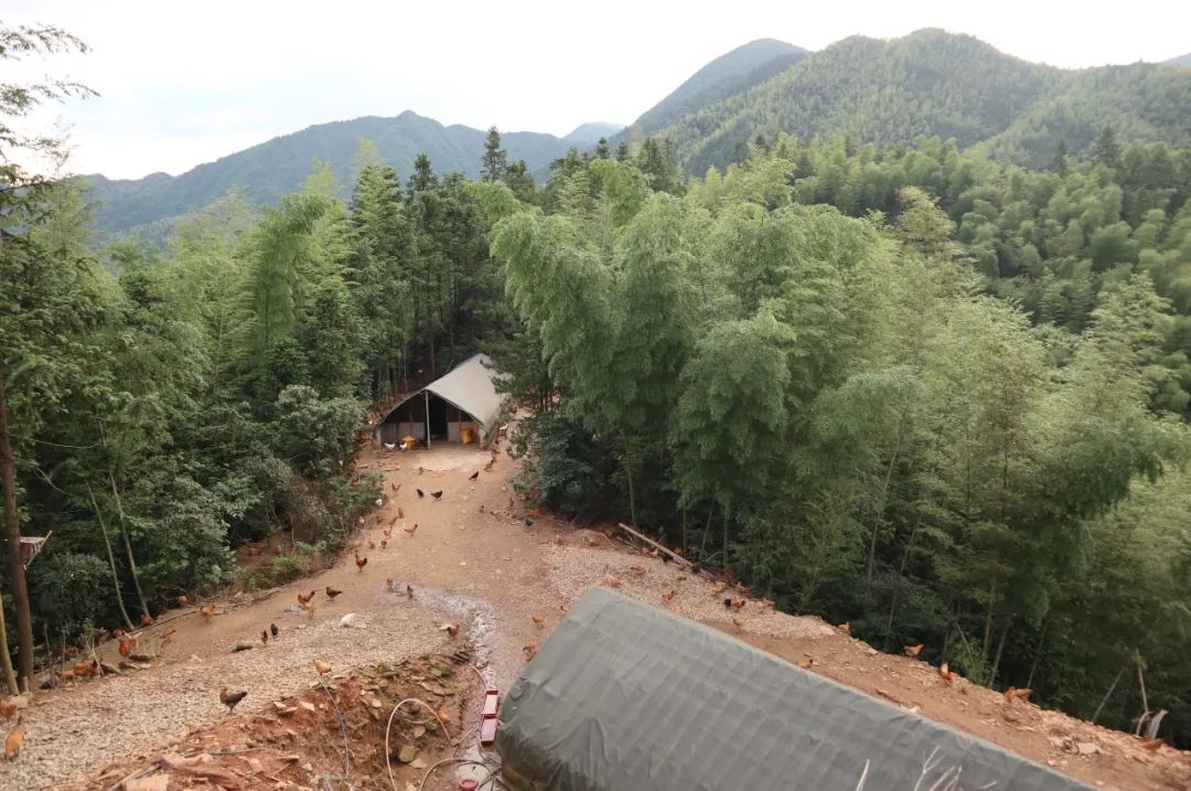 放弃深圳公司高薪，研究生返乡卖鸡，一年营收800万