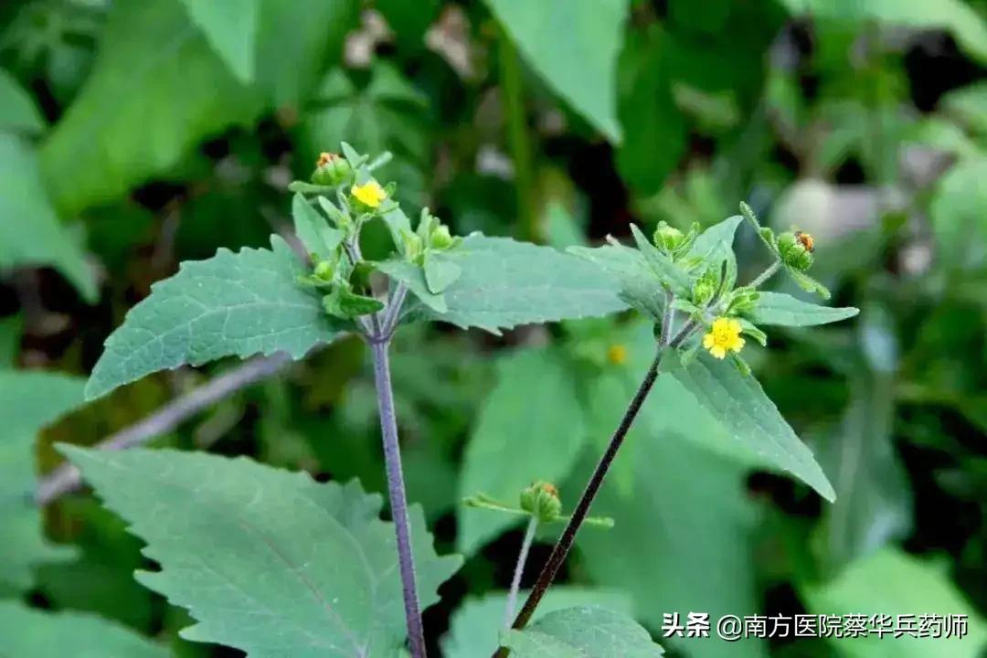 《本草綱目》載錄一味治中風的中藥:內祛筋骨風溼,外治溼疹瘙癢