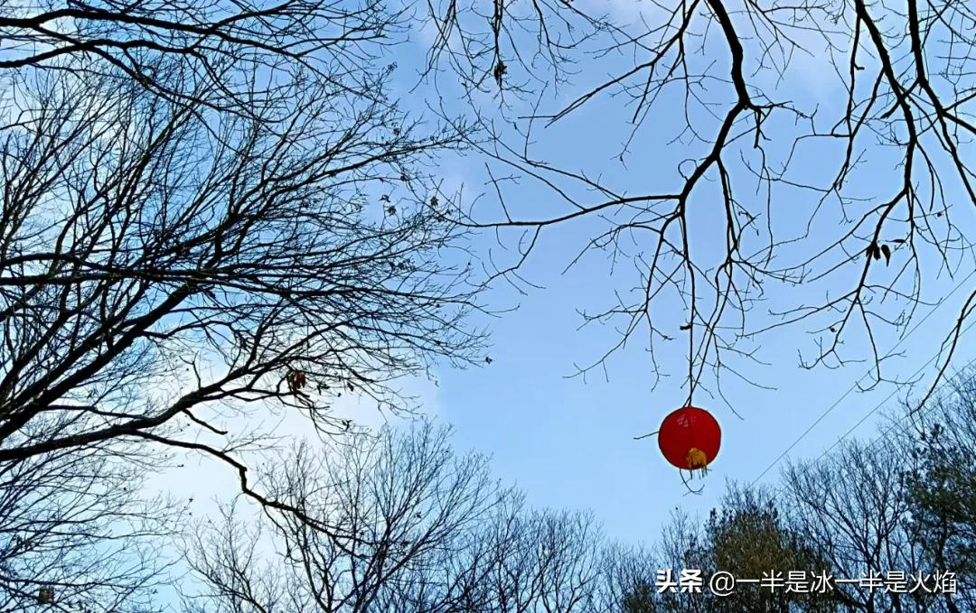 随笔：邂逅水杉，邂逅冬天最简单的快乐