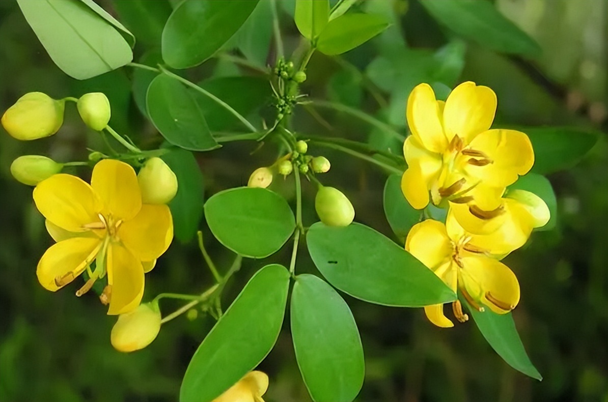 蛇最怕什么植物(蛇最怕什么植物闻到就跑) - 盾灵网