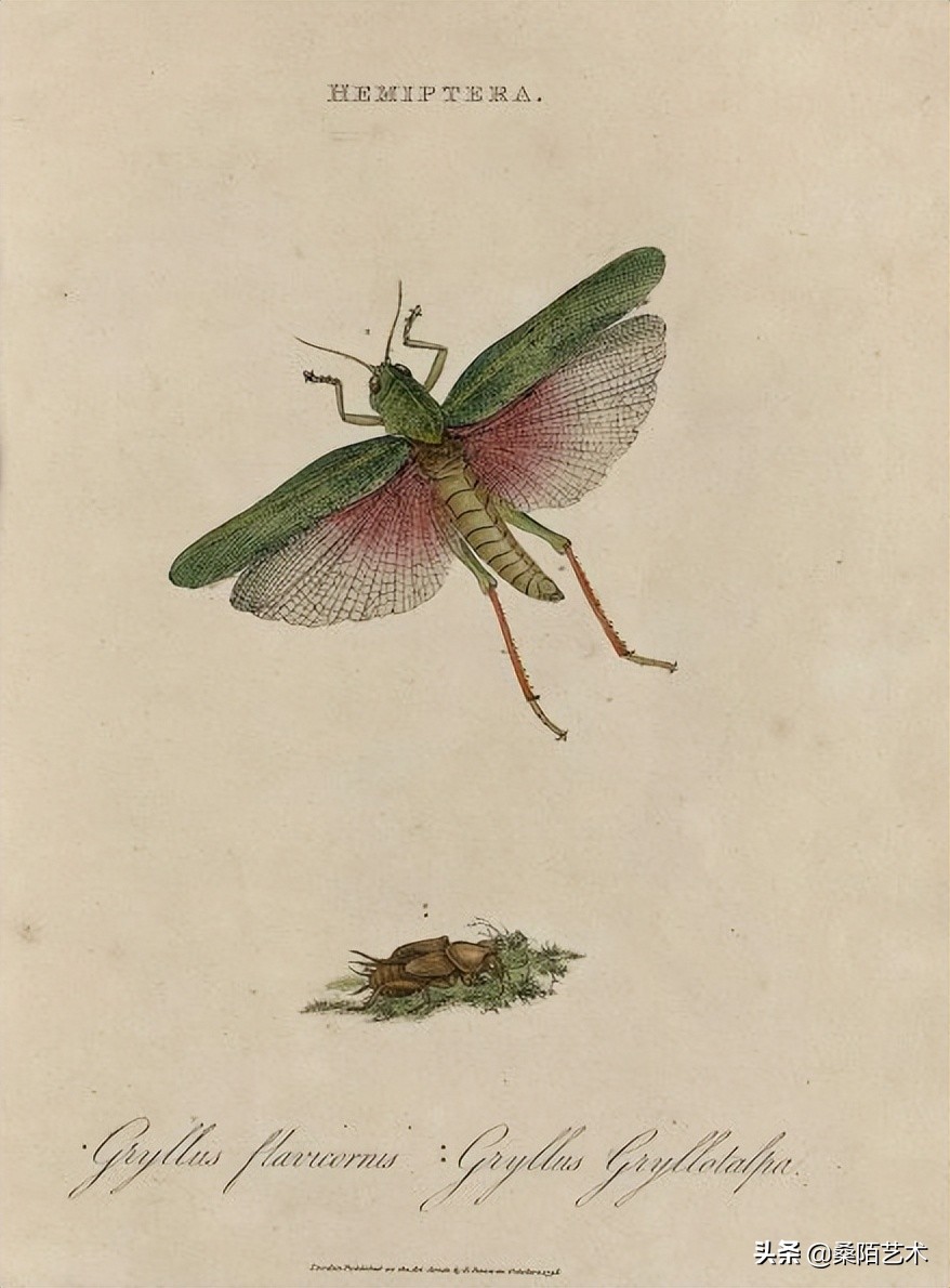 古籍裡的中國 國外版 中國昆蟲自然史 1798年 天天看點