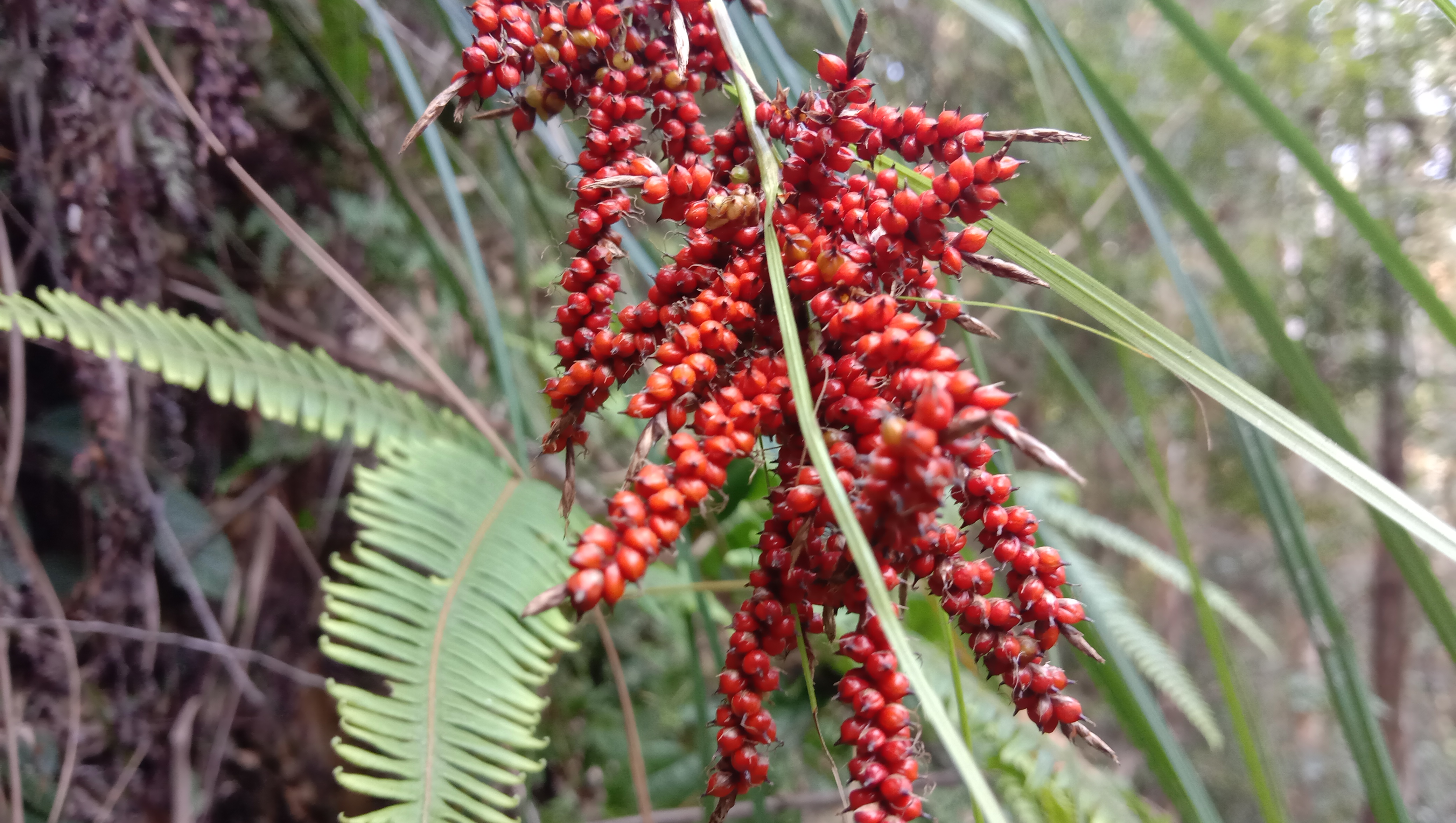 红稗的功效与作用(山上的"红米"像"糖葫芦",浆果薹草根煮水调经止血)