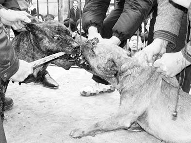 比特犬发狂挣脱铁链，云林县80岁老人被咬伤！比特犬有多危险？