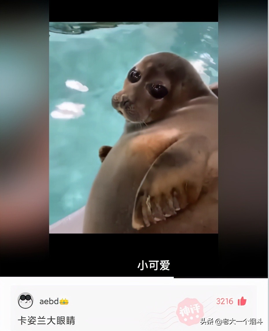 搞笑神回复：你想吃猪骨头补钙，万万没想到猪本身也缺钙