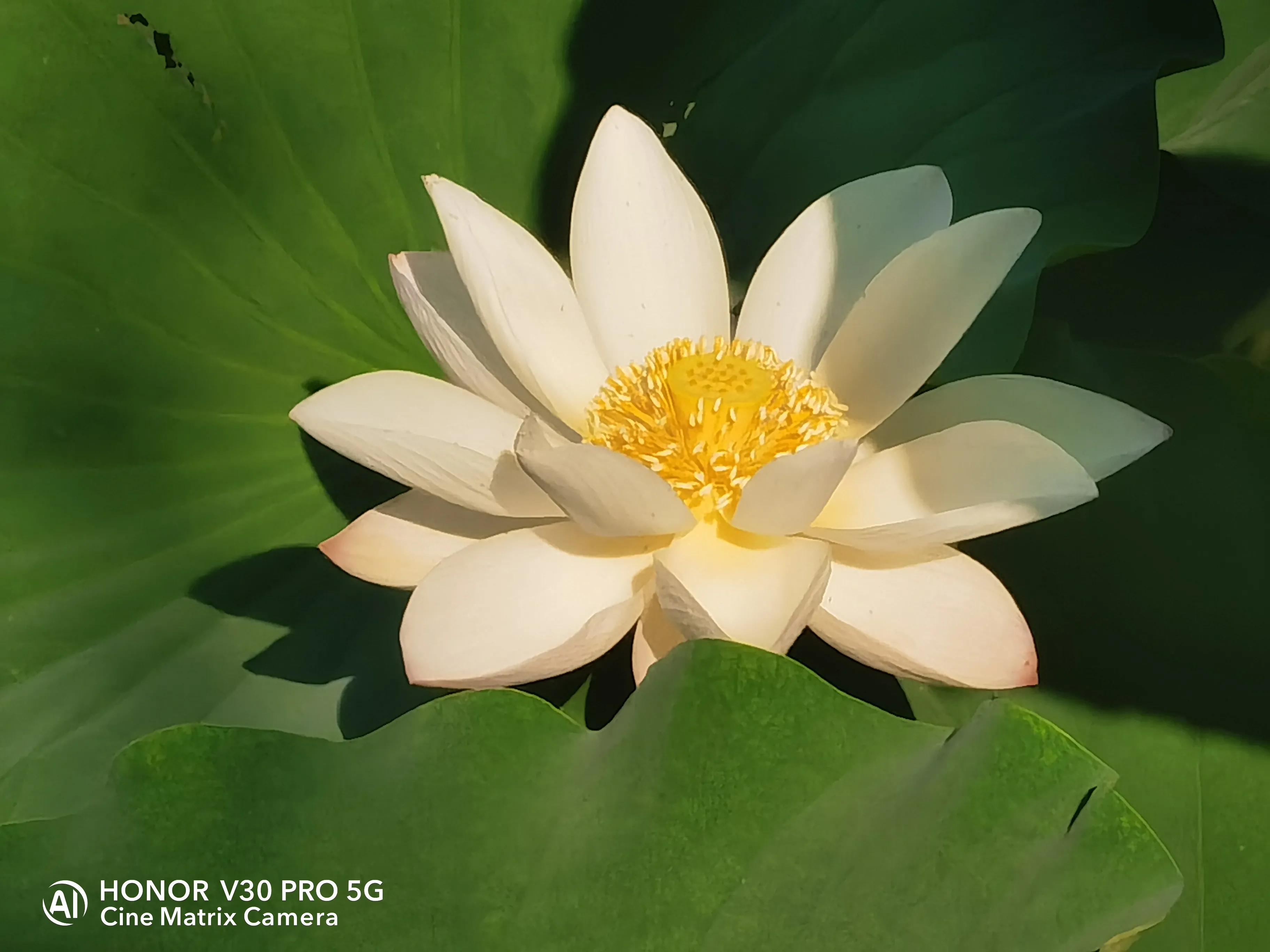 公园荷花开了，走，带着荣耀V30 Pro去拍荷花