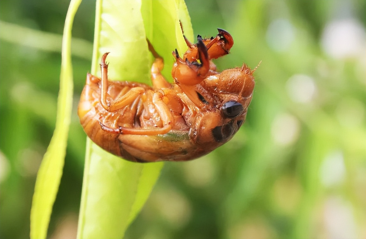 蝉的生长过程 蚕的生长过程示意图-思宇生活