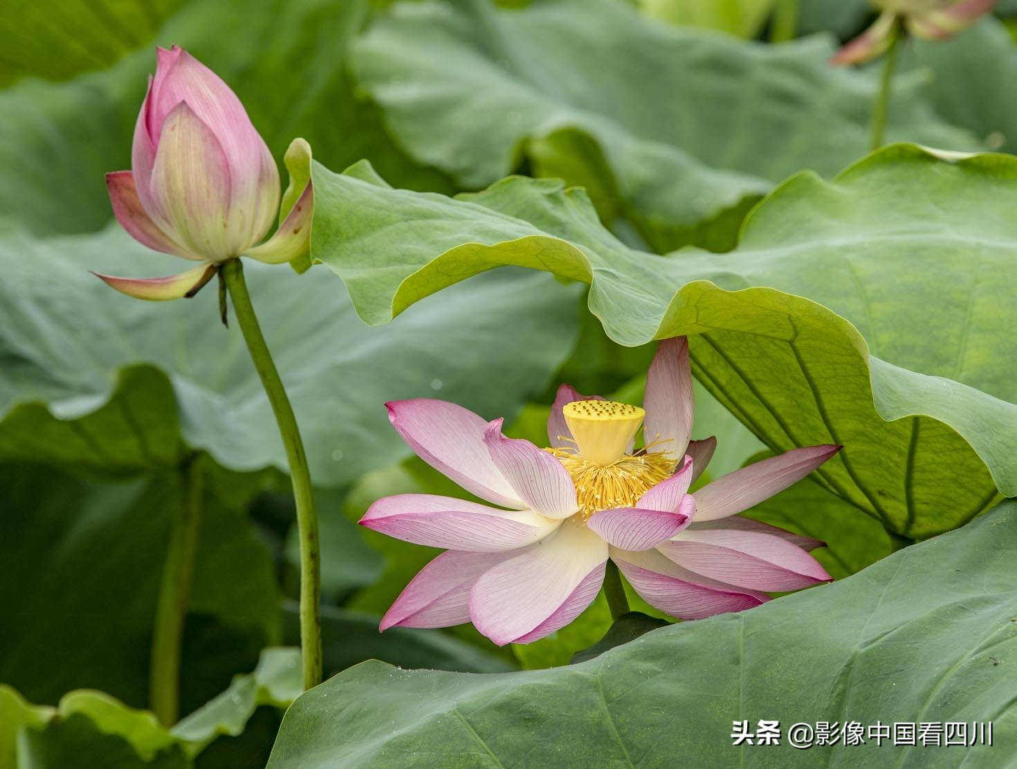 仁寿方家：映日荷花别样红