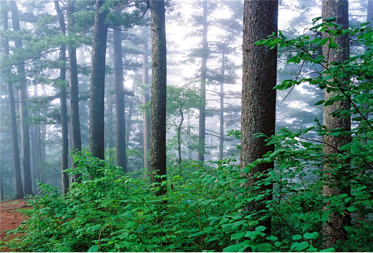 进山拍风景，打卡必备！黑龙江46个森林旅游目的地等你来挑战！