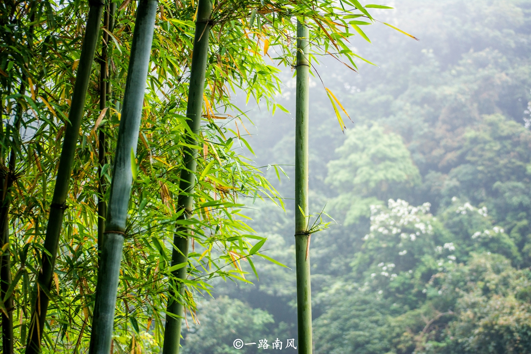 桂峰山在哪（被誉为后花园的广州郊区桂峰山）