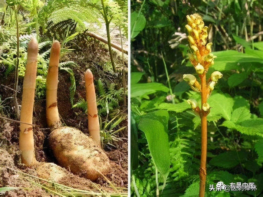 天麻長什麼樣子圖片(天麻,無根無葉的天賜良藥)