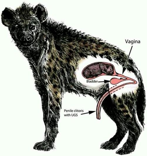 唯一能够解释的是:雌性保持雄性化的生殖特征,是和雌性孕期为幼崽提供