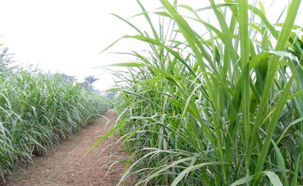 种植一次能够重复收割15年，亩产30吨，种巨菌草真的能赚钱吗？