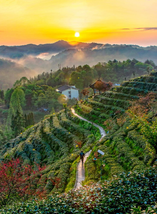 只此青绿，在此山中，去茶园里遍寻春意