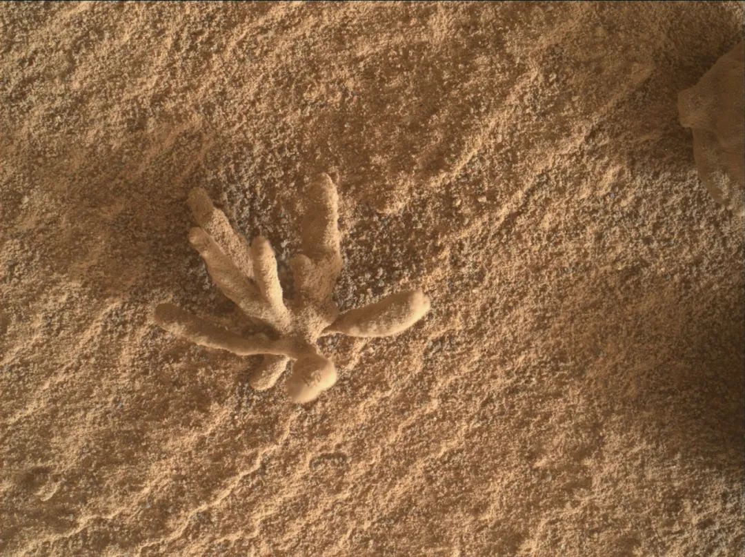 在火星行驶27.33公里后，好奇号发现“一枝花”，究竟是什么？
