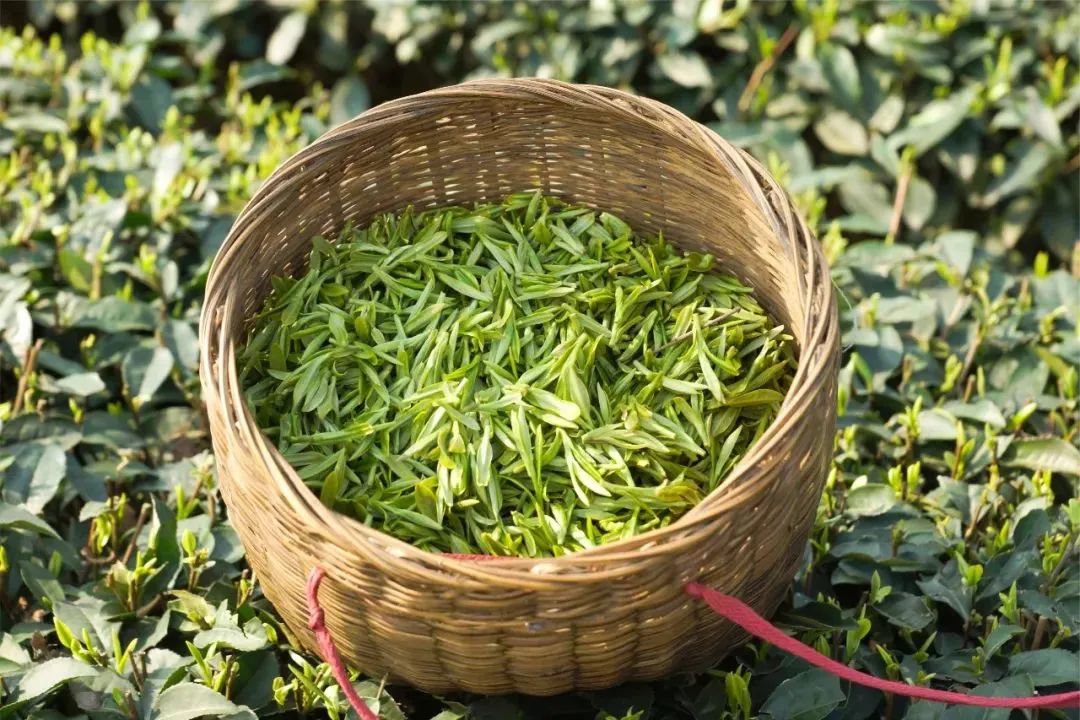 只此青绿，在此山中，去茶园里遍寻春意