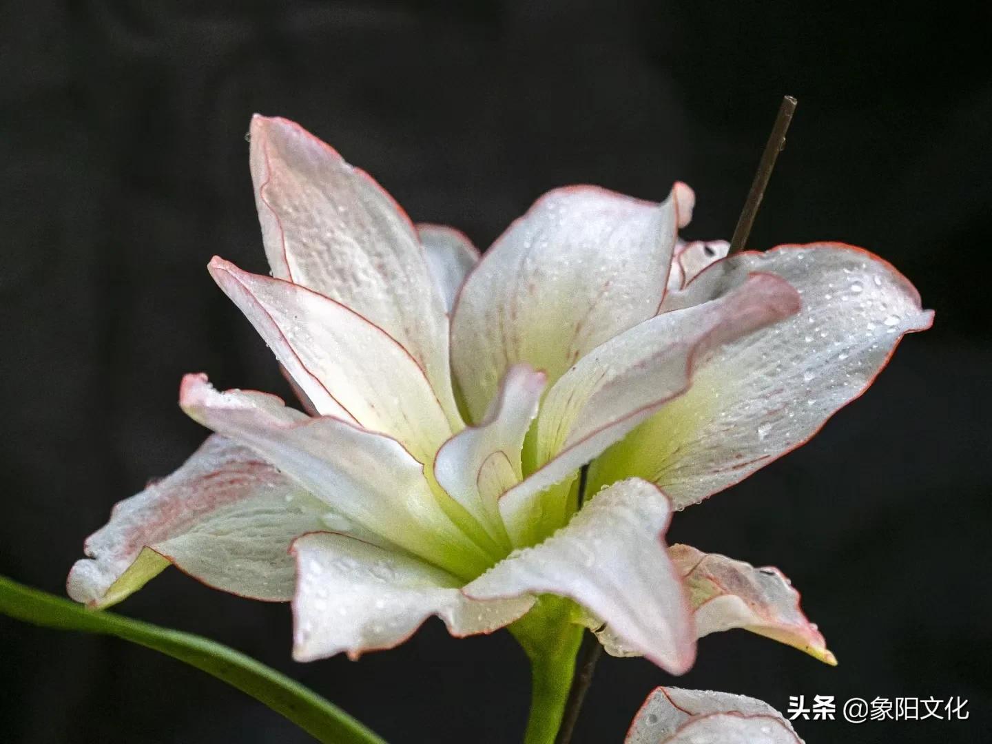 诗词/摄影欣赏：《国粹》《朱顶红》《待到山花烂漫时》「281」