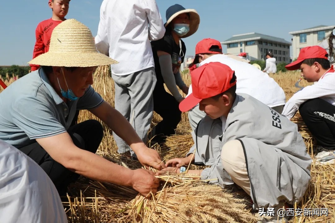 宝鸡市陈仓区西堡小学“收麦”实践活动令(图7)