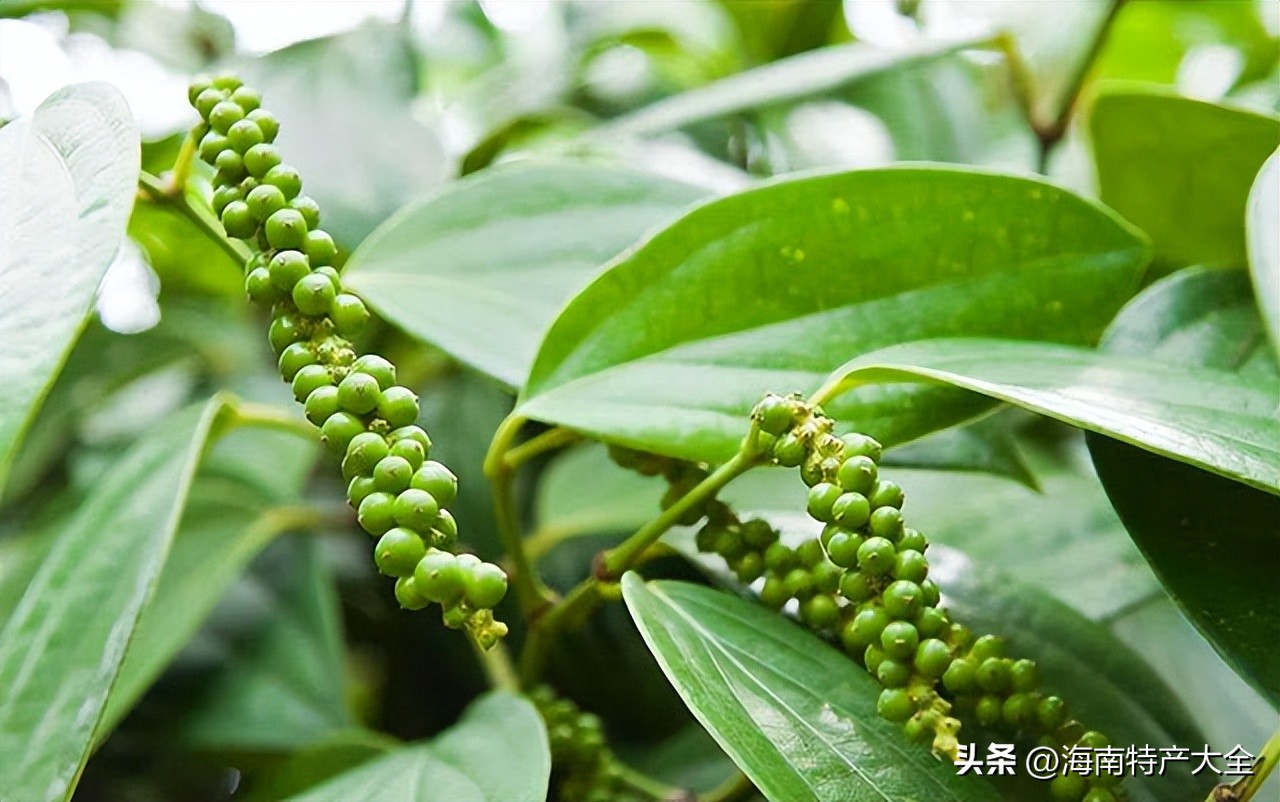 今日胡椒价格海口（今日胡椒最新价格）