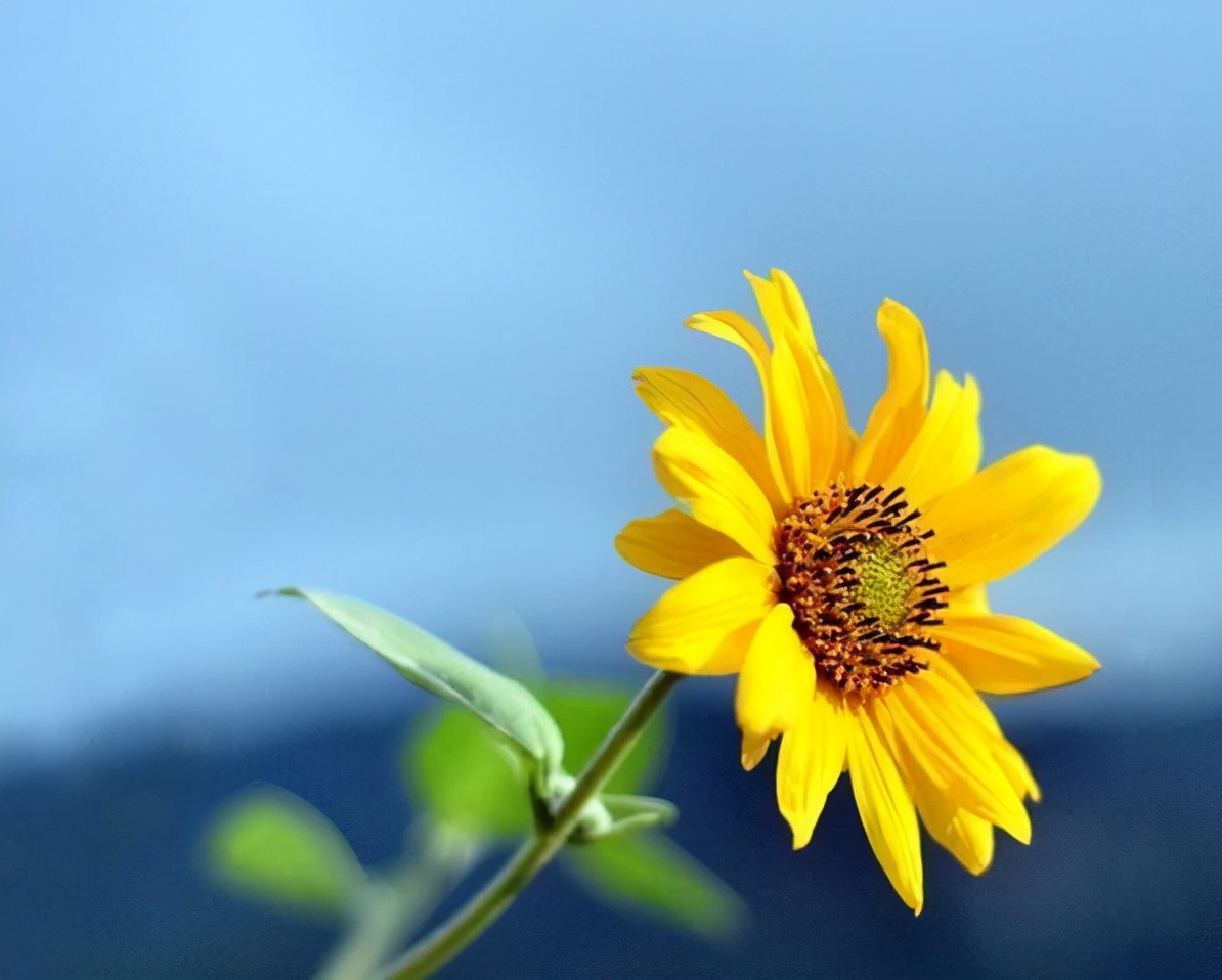 向日葵的花語是什麼?當你明白了它的寓意後,一定也想養一棵