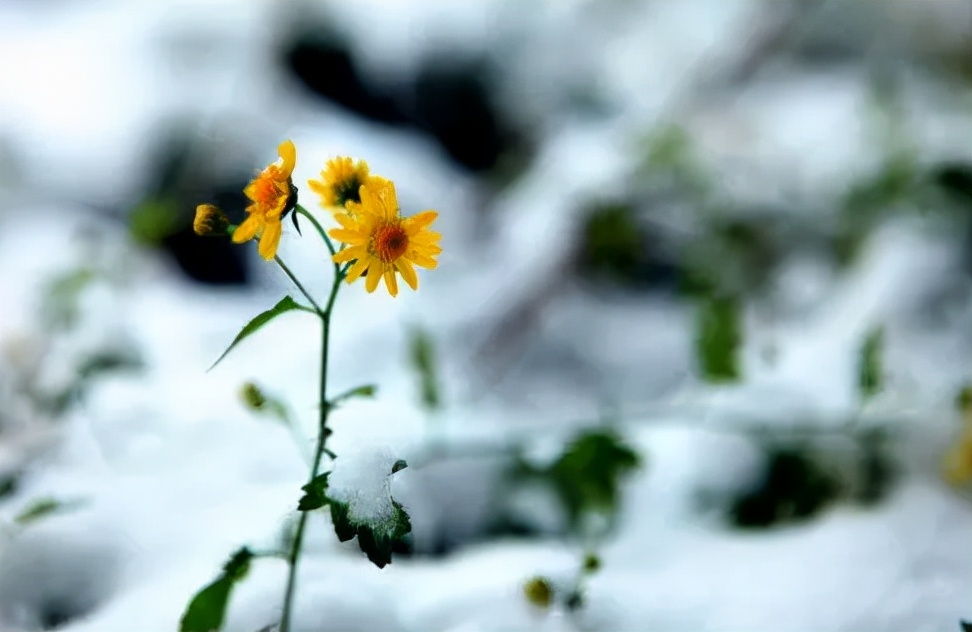 「诗词鉴赏」冬菊忘年友，十首有关冬菊的诗词，看菊花傲霜斗雪