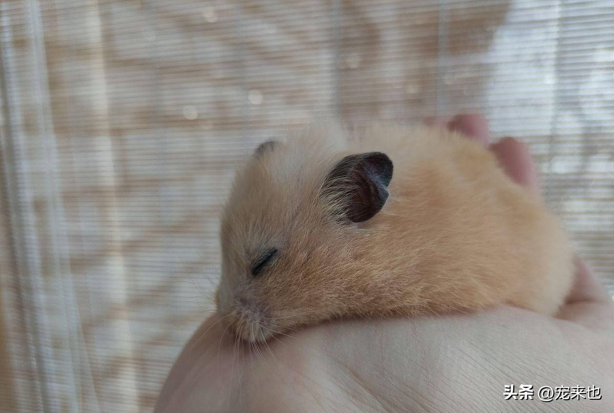 金丝熊怎么养（金丝熊要怎么养呢）