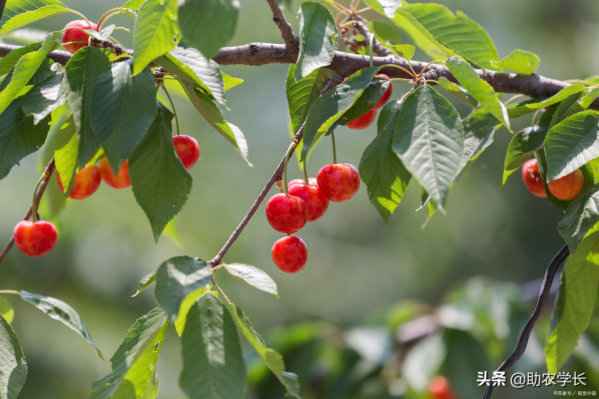 樱桃种子怎么种植方法（樱桃种子怎么种植方法图片）