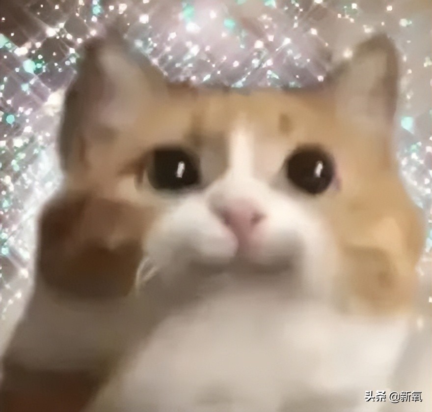 内娱最社恐的一群人凑在一起，反而让节目火了？