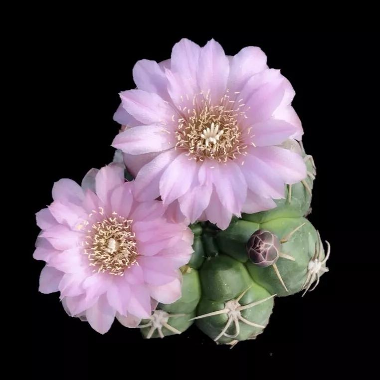 花白星仙人球82,嘉文丸83,毛花柱仙人球84,鸾凤玉85,松霞86,眩美玉87