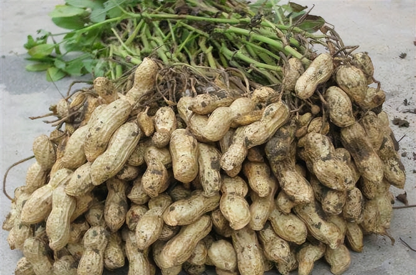 常吃花生、瓜子会升血糖？爱吃这2种食物，都可能损坏胰岛细胞