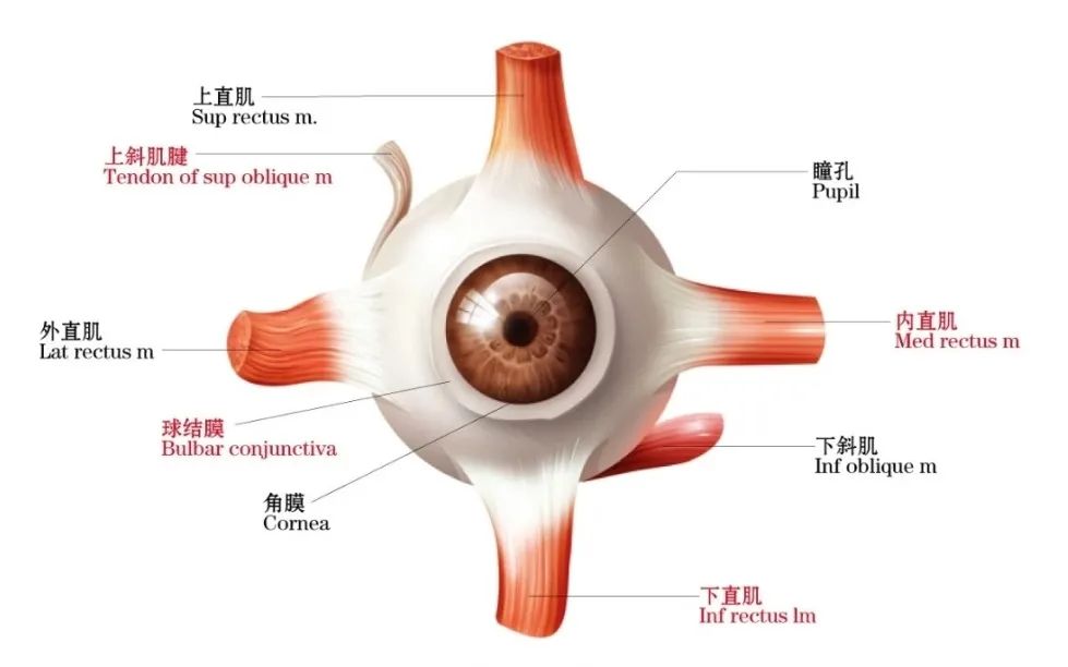 巩膜突 解剖图图片