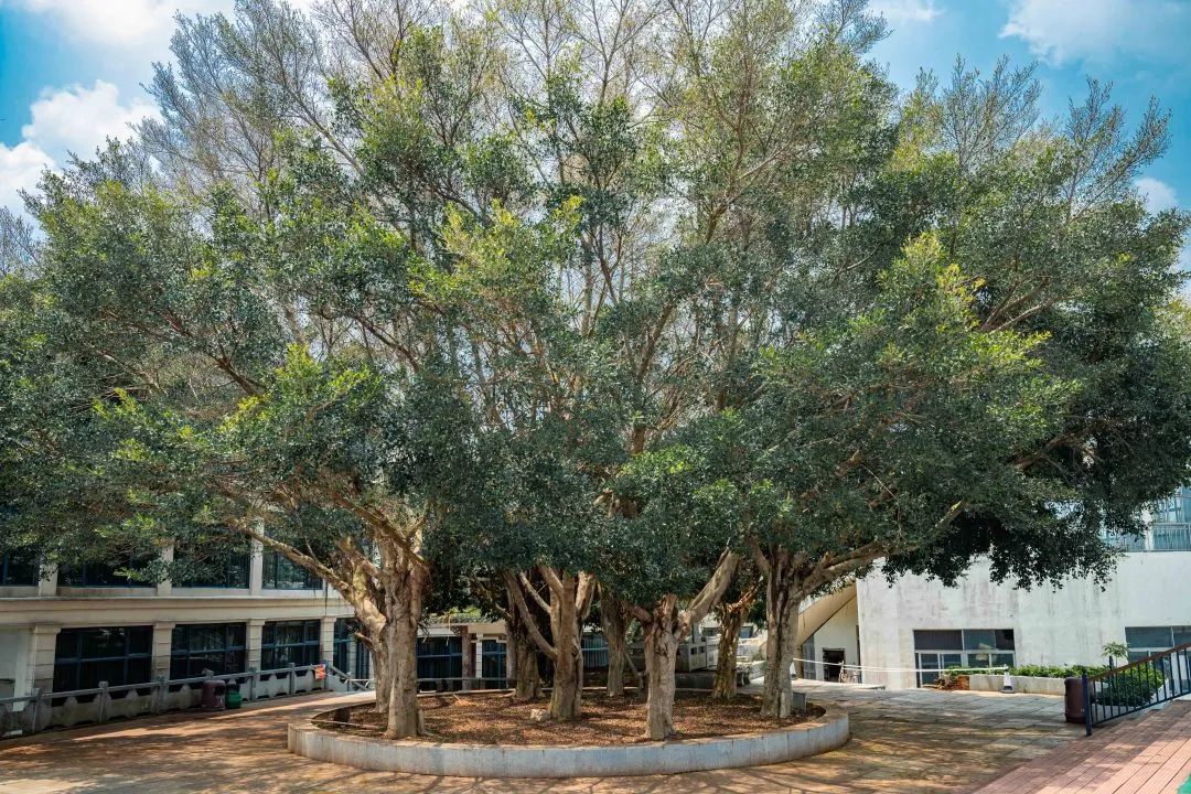 深圳马拉松（深圳资深全马跑者：跑步没有意义，为跑而跑）