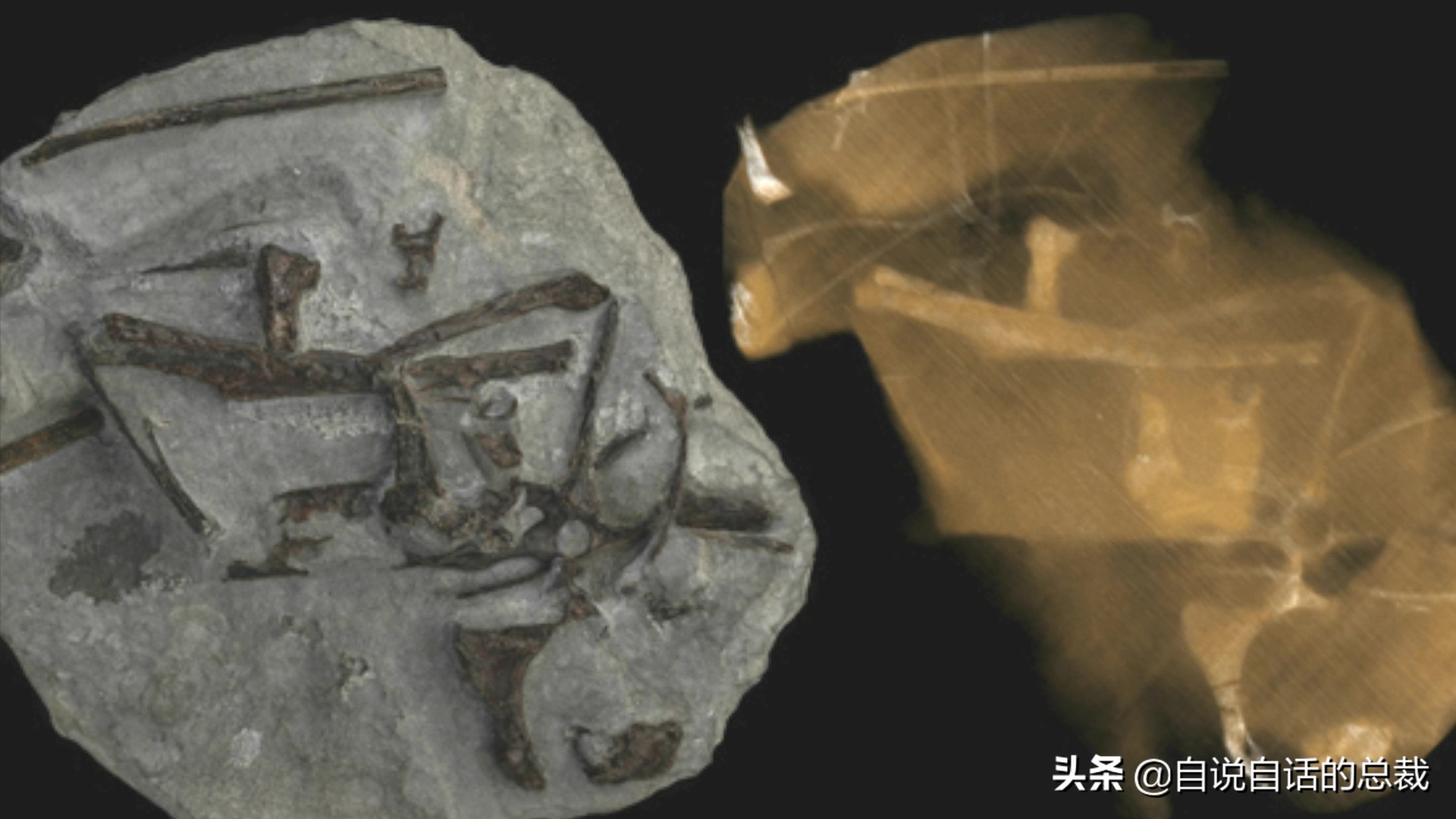 为什么动物都怕鹅？有鹅的地方没有蛇？大鹅的真实面貌超出你想象