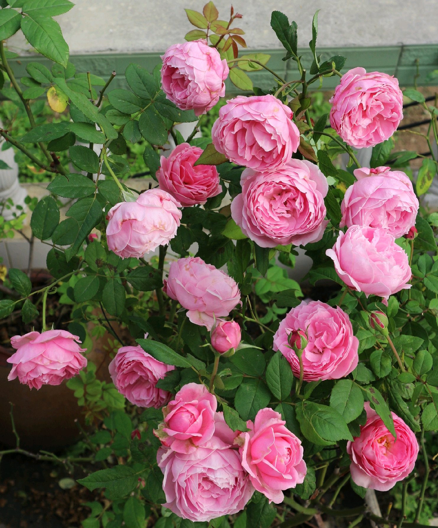 又耐阴又丰花的月季(适合阳台养的微型月季京)