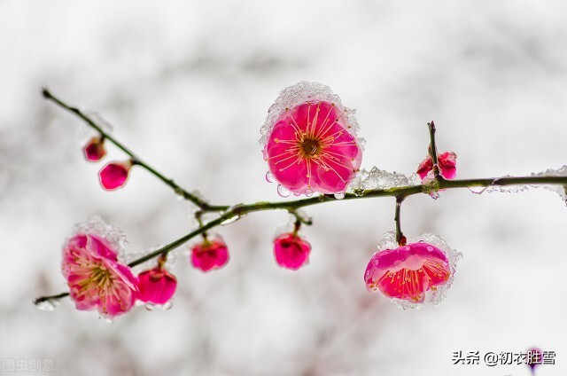 腊雪梅花古诗五首：腊雪连宵接晓飞，梅花静对雪花妍