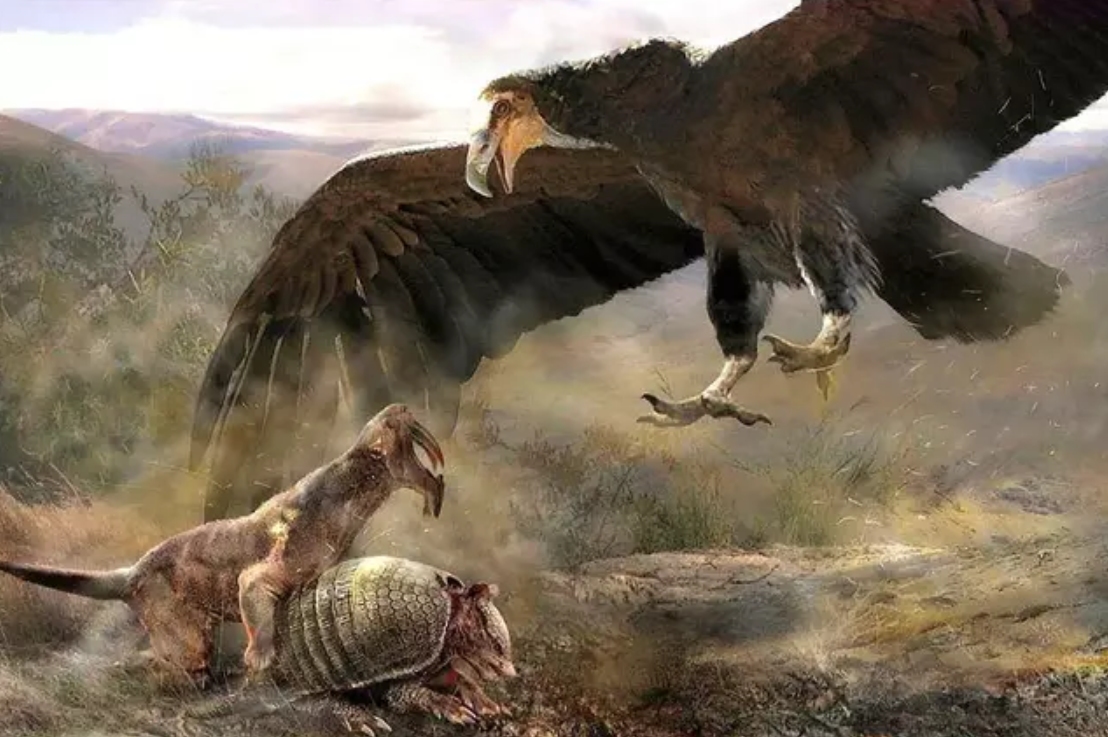 老鹰代表哪个国家(阿根廷巨鹰真以吃狮子为生？翅膀超7米身高超2米，仍未找到天敌)