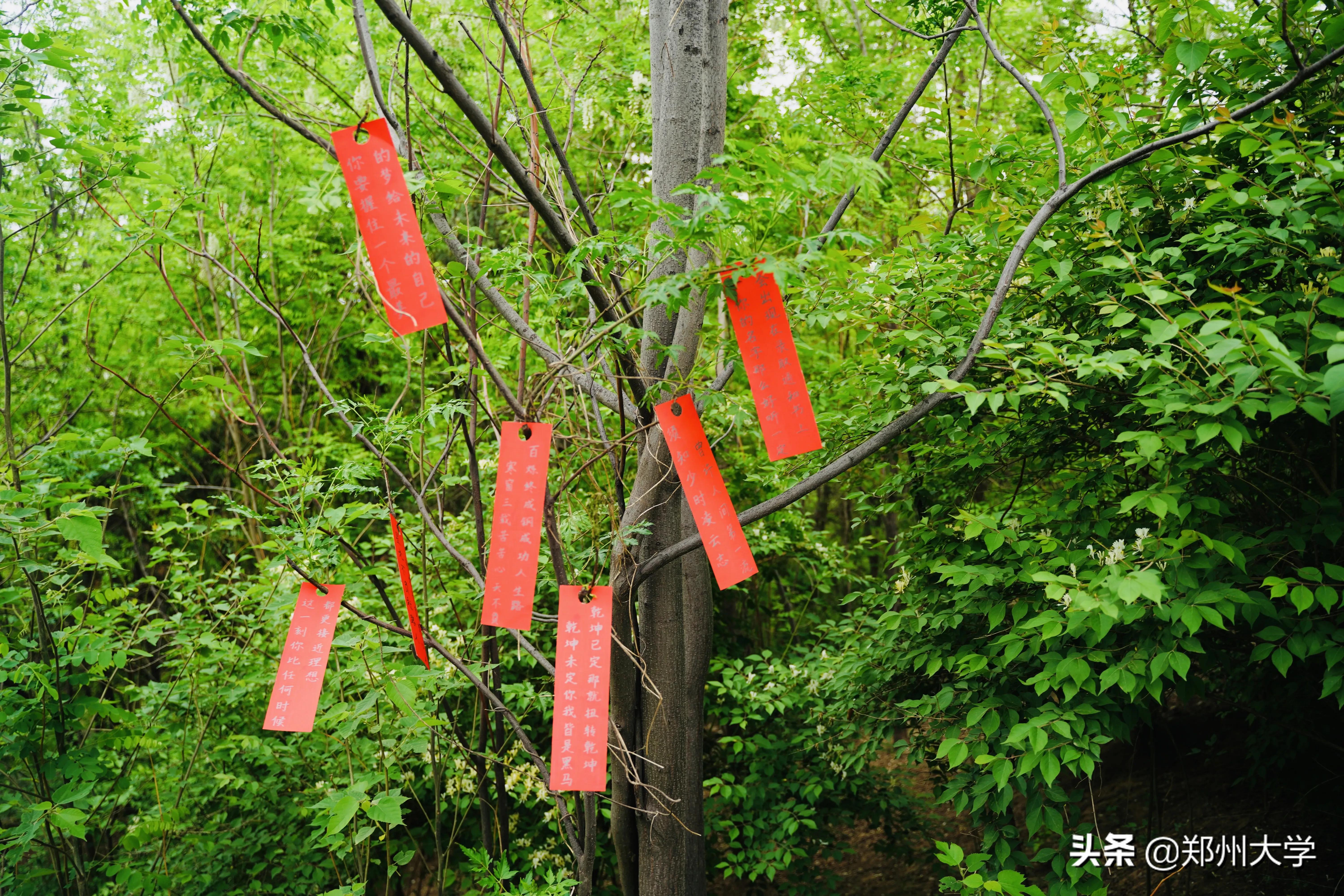 高考倒计时50天！请收下来自郑大厚山的祝福！