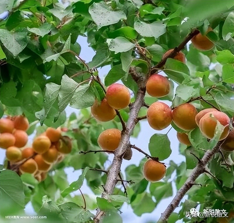 故乡的杏树还在，父母却都走了，一树的杏花落尽，让我来思念父母