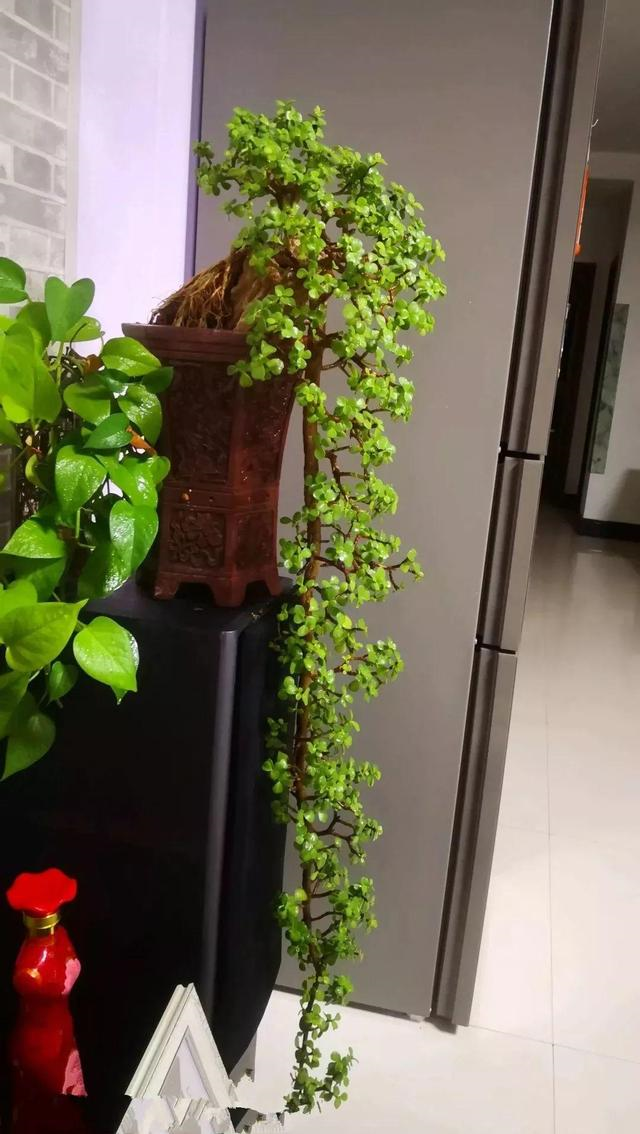 最好养的花卉有哪些（盘点五种最好养活的花卉）