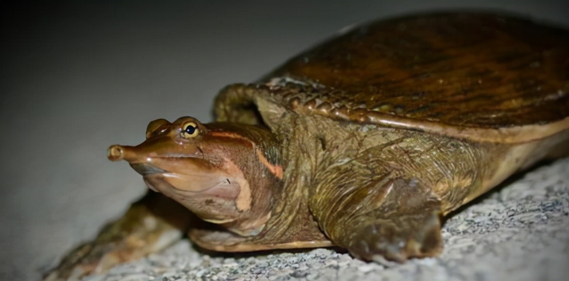 美国巨鳖在黄河泛滥，被人们当作“百年神龟”，售价高达几万元