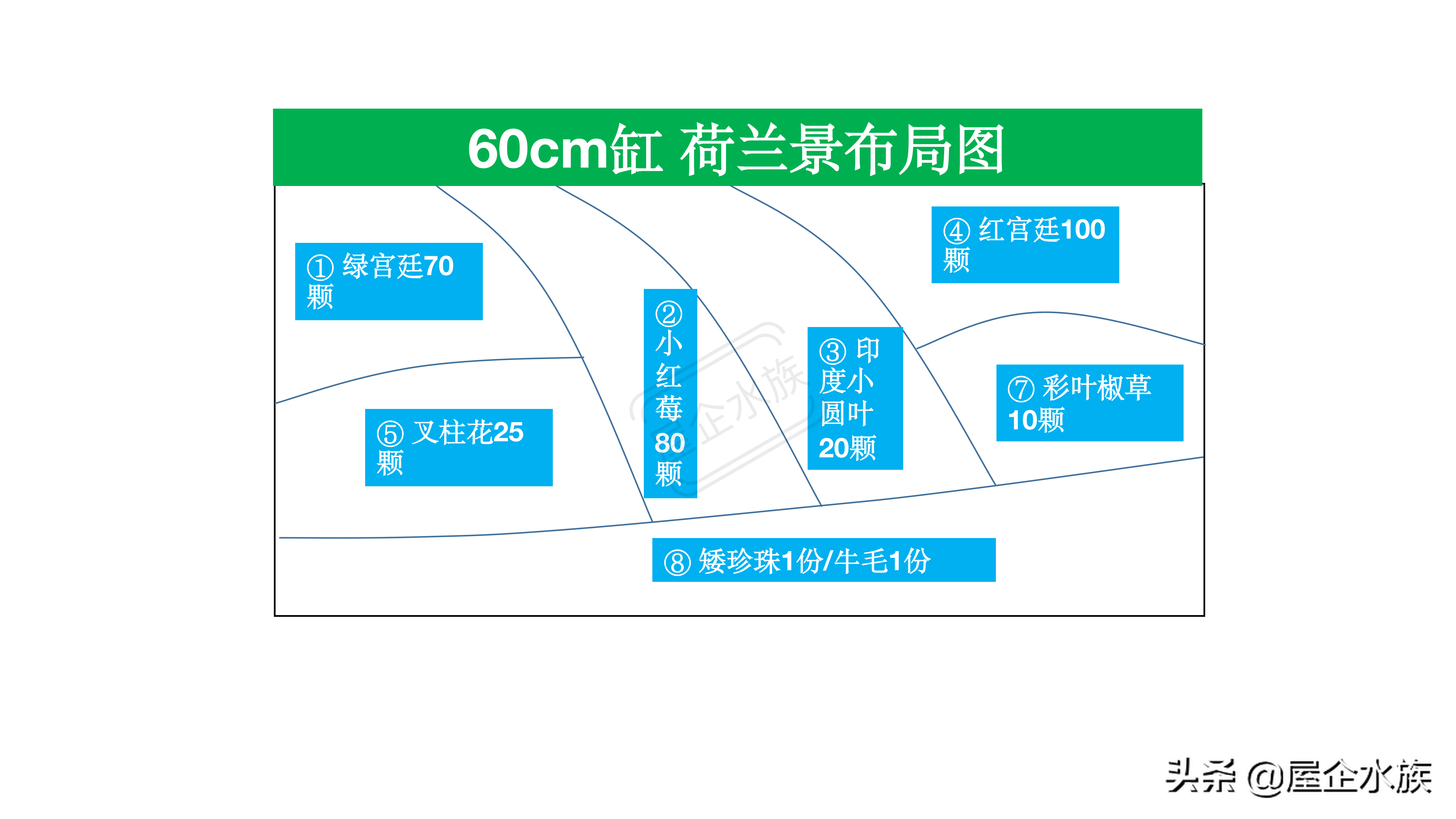 1米2荷兰缸(水草造景风格——荷兰式造景)