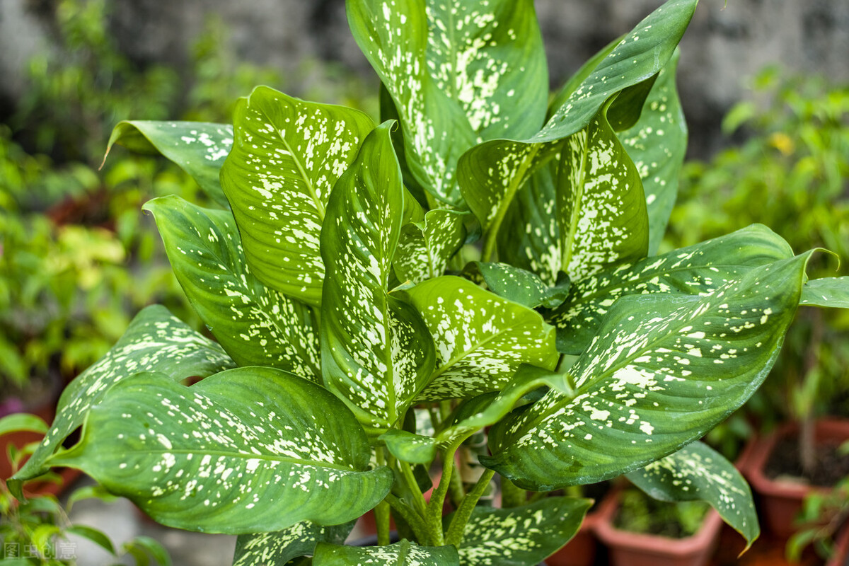 室内适合养殖的花卉植物（这7种绿植空气净化小能手）