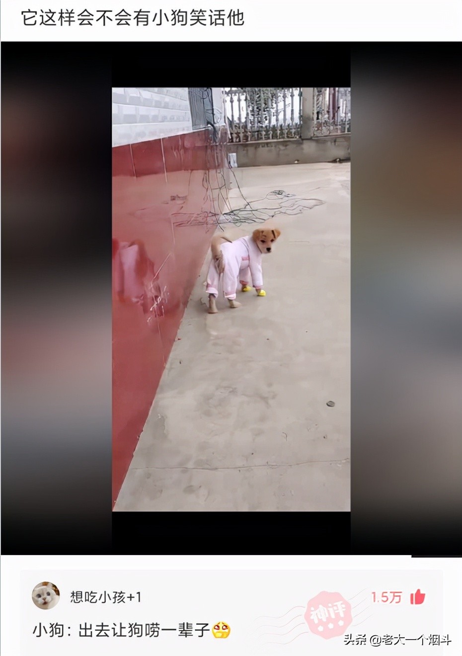 搞笑神回复：你想吃猪骨头补钙，万万没想到猪本身也缺钙