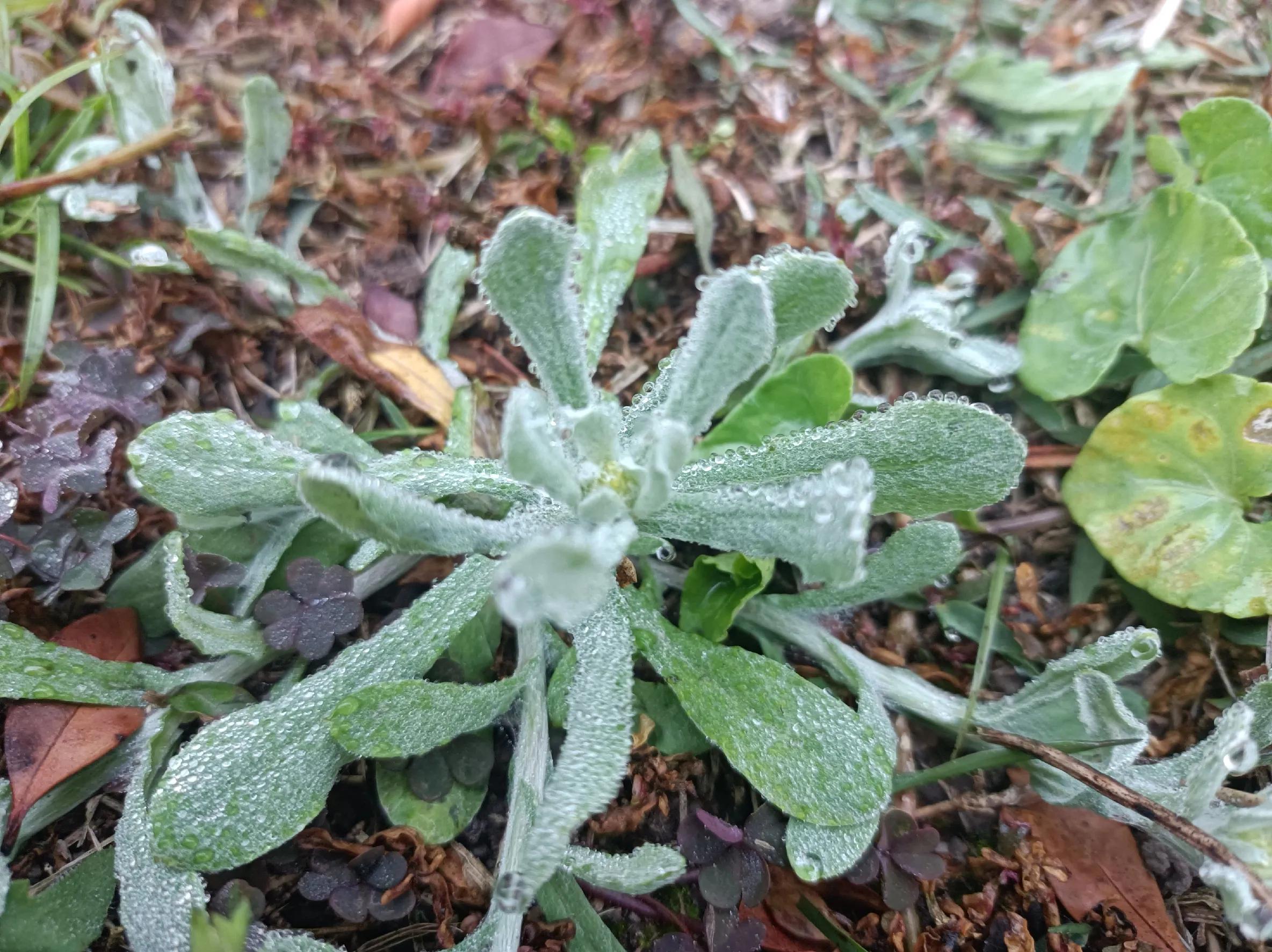 白花田艾草图片图片