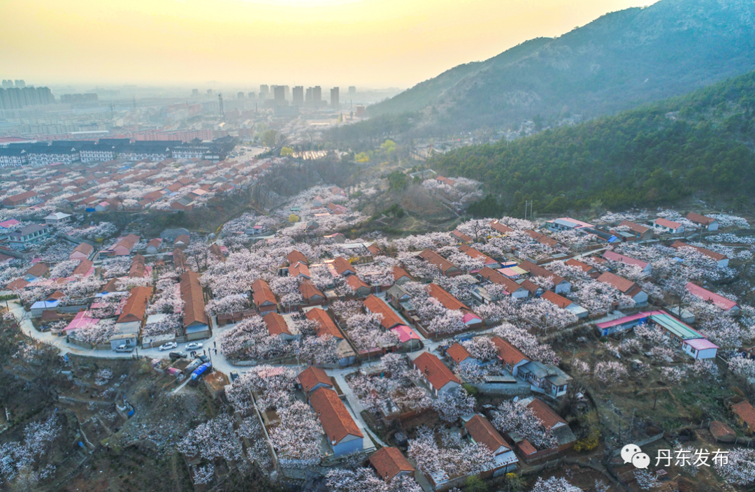 丹东这一地儿入选全国十大赏樱地！赏花攻略提前收藏
