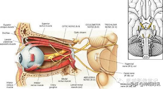 12对脑神经记忆口诀及图谱，别说你没见过