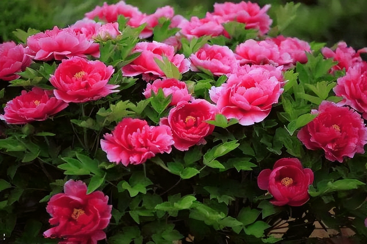 18首关于牡丹花的诗词：惊艳妖娆，绚丽如梦，一美千年