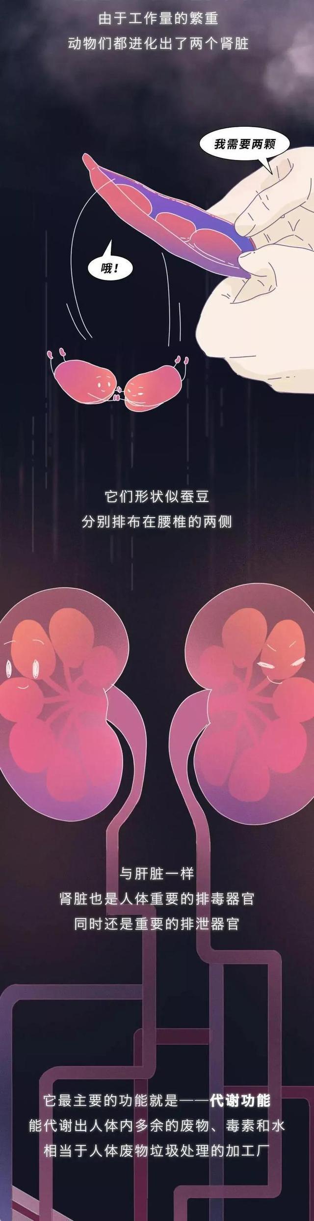 肾是如何被“掏空”的？一组漫画揭晓全程（替好友来看看）