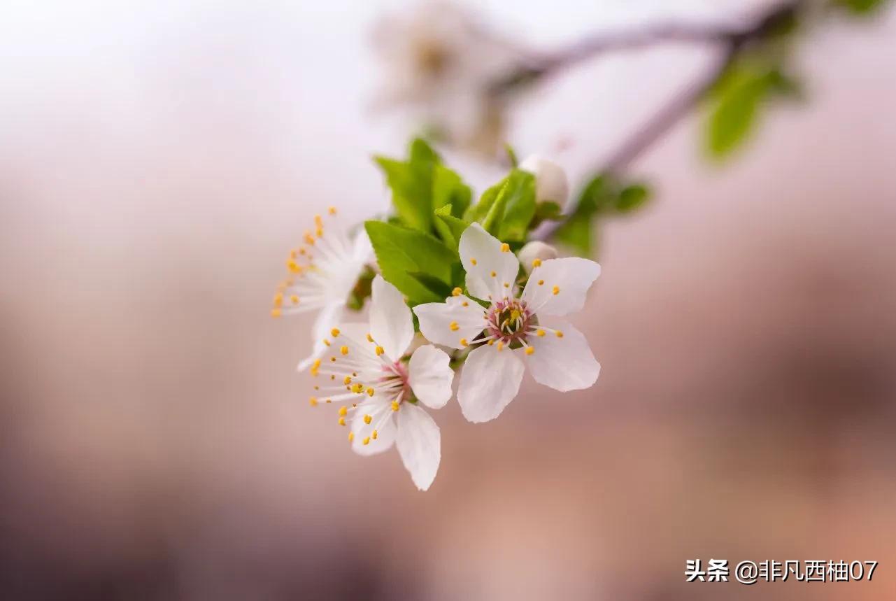 想一百个春天最美文案，都不如这些明艳的鲜花来的直白