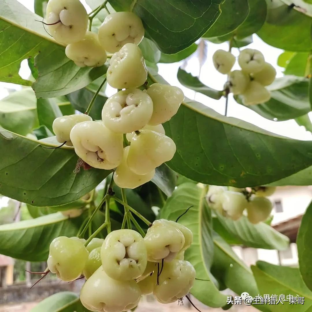 释迦莲雾夫妻果泰国(「莲雾图鉴」黑珍珠,巴掌,黑金刚,黑糖芭比,蜜